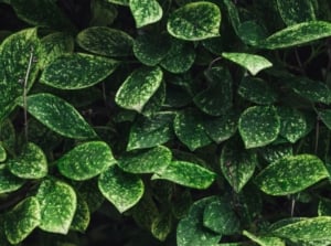 A close up shot of leaves of a plant with white splotches showcasing powdery mildew.