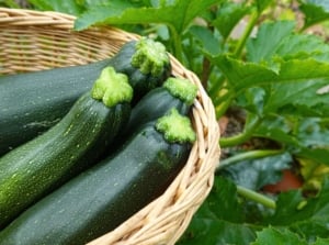 A close-up and overhead shot of several freshly harvested green crops placed in a wicker basket, showcasing when to harvest zucchini