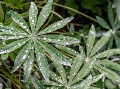 A close-up and overhead shot several leaves covered in white spots caused by powdery mildew, showcasing white lupine leaves