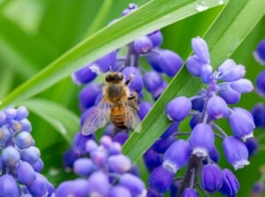 A close-up shot of a bee crawling on petals of a purple hyacinth flower, showcasing invasive plants and pollinators
