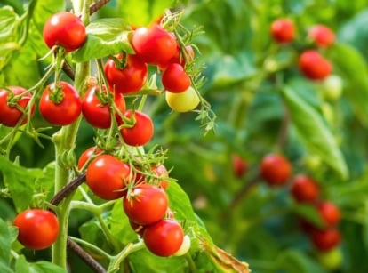 A close-up shot of a cluster of hanging and ripening fruits, alongside its foliage, supported by a stake, showcasing the fall tomato crop
