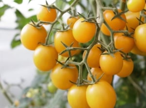 A close-up shot of a clusters of small golden fruits, on vines of the patio choice yellow tomatoes
