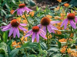 A close-up shot of a composition of various flowers, showcasing low-maintenance native plants