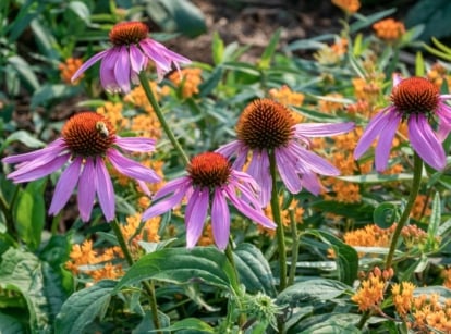 A close-up shot of a composition of various flowers, showcasing low-maintenance native plants
