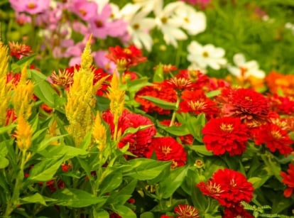 A close-up shot of a composition of yellow flower plumes alongside vibrant red flowers, showcasing annuals that bloom til frost