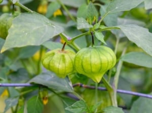A close-up shot of a fruit-bearing plant with fruits covered in a papery husk that shows why tomatillo not producing fruit
