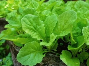 A close up shot of a healthy, vibrant green leaves of turnip greens