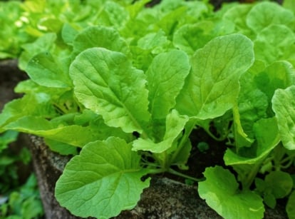A close up shot of a healthy, vibrant green leaves of turnip greens