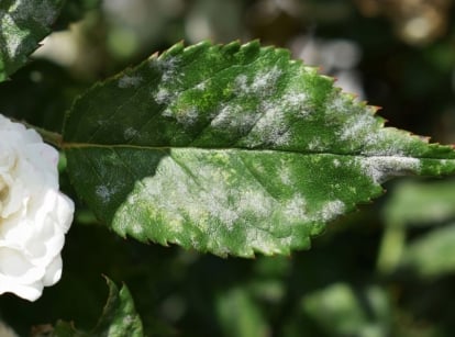 A close-up shot of a leaf, alongside a white ruffled flower, showcasing white spots on rose leaves