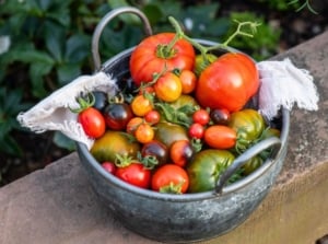 A close-up shot of a metal pot used as a container for a pile of freshly harvested fruits of determinate tomato varieties in a well lit area outdoors