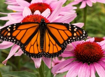 A close-up shot of a monarch butterfly feeding on nectar of a composition of pink flowers, showcasing late summer pollinator plants