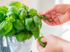 A close-up shot of a person in the process of collecting leaves from herbs, showcasing several basil harvest tips