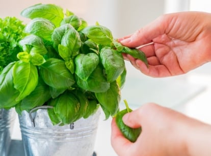 A close-up shot of a person in the process of collecting leaves from herbs, showcasing several basil harvest tips