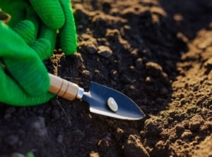 A close-up shot of a person's hand in the process of directly sowing a germ of a plant, highlighting when to do fall seed-starting