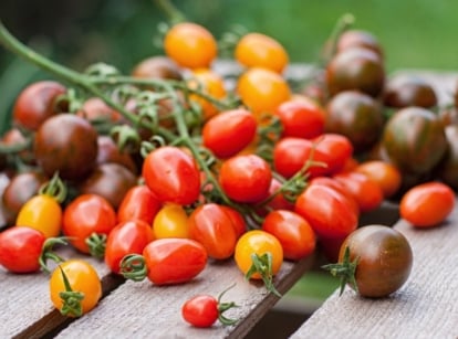 A close-up shot of a pile of freshly harvested round fruits, still attached to their vines, all showcasing small tomato varieties