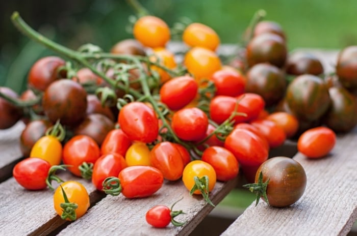 A close-up shot of a pile of freshly harvested round fruits, still attached to their vines, all showcasing small tomato varieties
