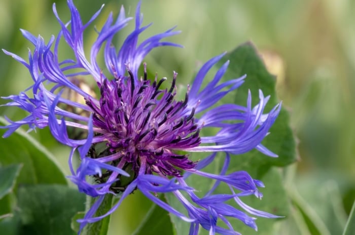 A close-up shot of a spiky purple colored bloom with a magenta colored center on top of a stem, showcasing one variety of perennial flowers