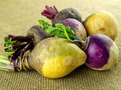 A close-up shot of a small pile of various cultivars of root crops placed on a tablecloth, showcasing late summer turnip varieties