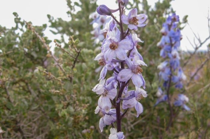 A close-up shot of a wilting cluster of lilac colored flowers on a tall stem, showcasing delphinium problems