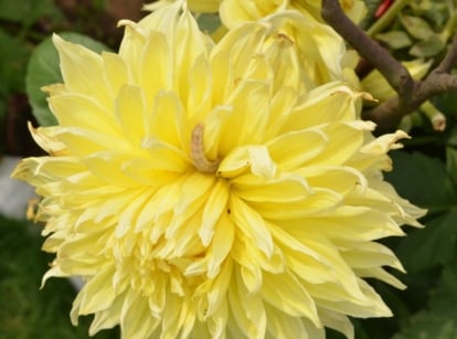A close-up shot of a yellow colored flowers with dense, double petals, with a caterpillar in the center, showcasing dahlia pests