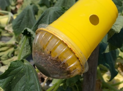 A close-up shot of a yellow colored trap filled with small insects, showcasing how to make an integrated pest management system