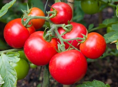 A close-up shot of fresh, ripe, red, and glossy fruits on vines, called the moneymaker tomatoes