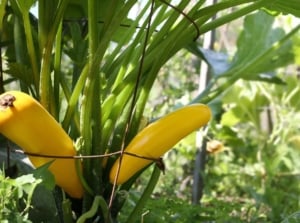 A close-up shot of golden-yellow colored summer squash, developing on a support structure, showcasing how to grow vertical zucchini
