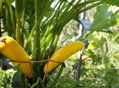 A close-up shot of golden-yellow colored summer squash, developing on a support structure, showcasing how to grow vertical zucchini