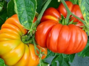 A close-up shot of several developing red and yellow colored Brandywine fruits, showcasing how to grow pole tomatoes