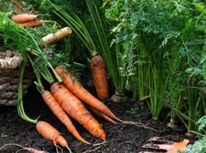 Close up of freshly harvested carrots showcasing when to plant fall carrots.