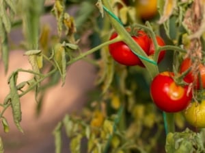 A close-up shot of several fruits and foliage lacking in essential microelements, showcasing tomato nutrient deficiency