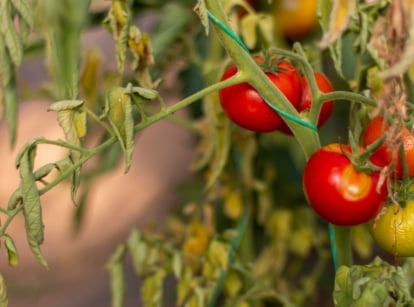 A close-up shot of several fruits and foliage lacking in essential microelements, showcasing tomato nutrient deficiency