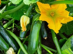 A close-up shot of several gourds, vines, and yellow flowers of a squash, showcasing how many zucchini plants are used for pollination