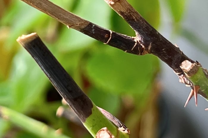 A close-up shot of several thorny diseased branches of a flowering shrub, showcasing what is known as a rose stem dieback