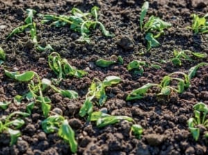 A close-up shot of several wilted green crops, on rich soil, showcasing why your vegetable garden is not producing
