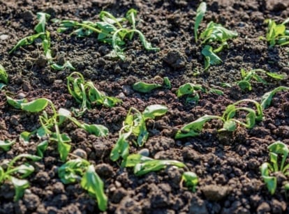 A close-up shot of several wilted green crops, on rich soil, showcasing why your vegetable garden is not producing