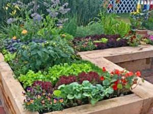 A close-up shot of various foliage and flowers, all growing in a large raised bed, showcasing a variety of edimental plants