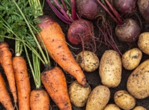 A close up shot of various harvested tubers, that you can grow root vegetables