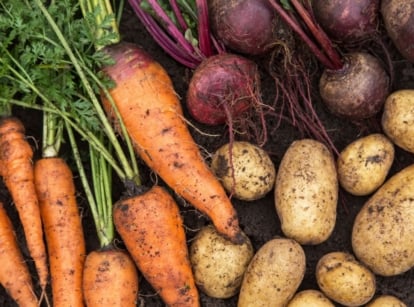 A close up shot of various harvested tubers, that you can grow root vegetables