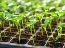 A close-up shot of various seedlings sprouting that shows why seeds not germinating