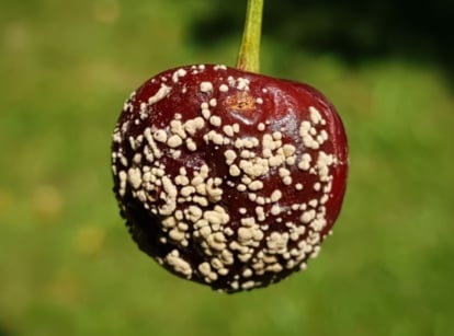 A deep red cherry infected with brown rot, appearing to have dots with a green lawn in the background