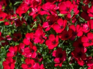 A focused shot of a composition of scarlet red flowers or the Scarlet Flax that is one of the seeds grow less than 50 days