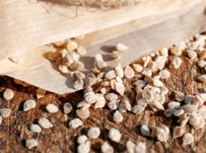 A focused shot of a white packet of tomato seeds that can be one of the methods of when to start tomato seeds indoors