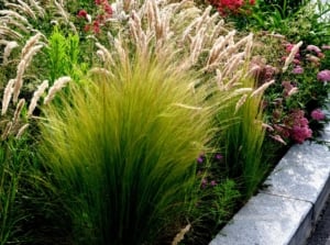 A garden border with low-growing ornamental grass appearing healthy and thriving under sunlight