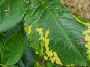 A leave appearing patterned because of mosaic virus, looking deep green and waxy under sunlight