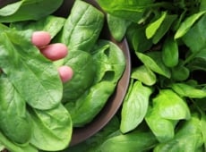 A list of types of spinach, picked by a gardener placing the leaves in a woven basket