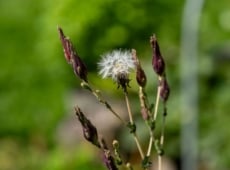 A plant with seeds still attached to the top of the stem with dried buds surrounding it ready for beginner seed-saving