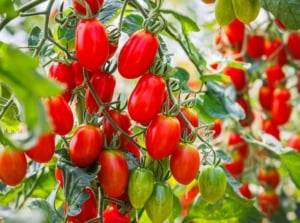 Oblong ripening red 'Roma' tomatoes hanging from a vine