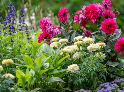 A shot of a composition of various developing blossoms, showcasing annual flowers that bloom during summer