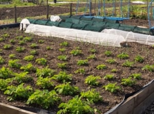 A shot of a garden bed with several crops planted in rows that showcases succession planting vegetables